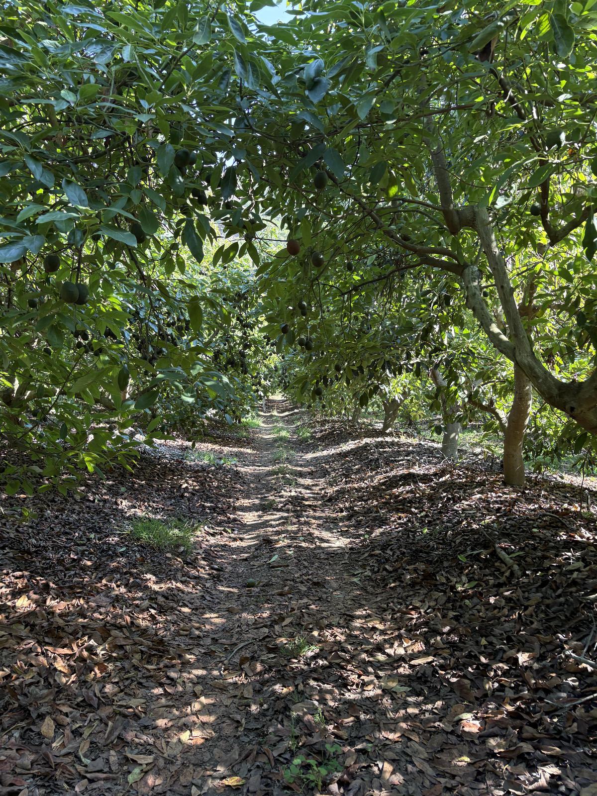 California orchard with mature, full-size trees