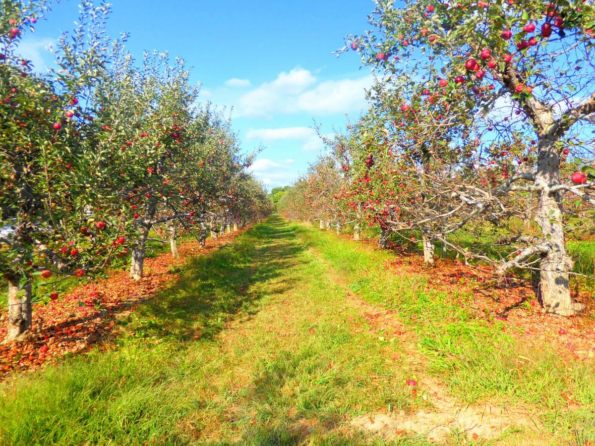 Orchard rows representing crops under evaluation for future expansion